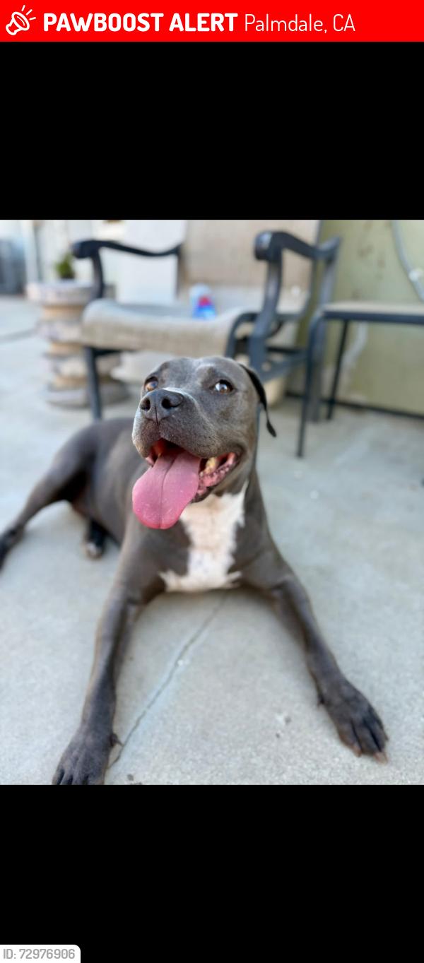 Lost Female Dog last seen Pearblossom hwy, Palmdale, CA 93552