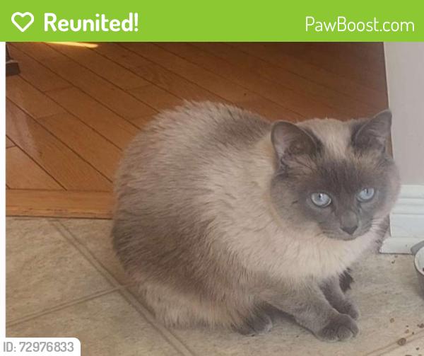 Reunited Male Cat last seen Near Bergamot Cir, Ottawa, ON K4A 4R3, Canada, Ottawa, ON K4A 4R3