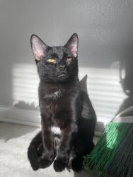 Lost Male Cat last seen Maryland Ave, Dolton, IL, Dolton, IL 60419