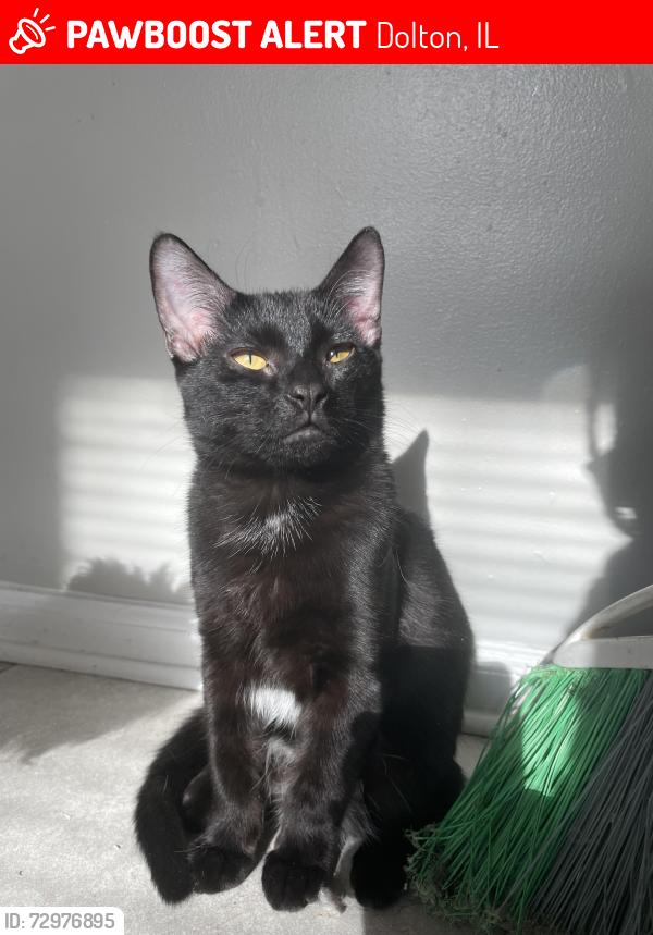 Lost Male Cat last seen Maryland Ave, Dolton, IL, Dolton, IL 60419