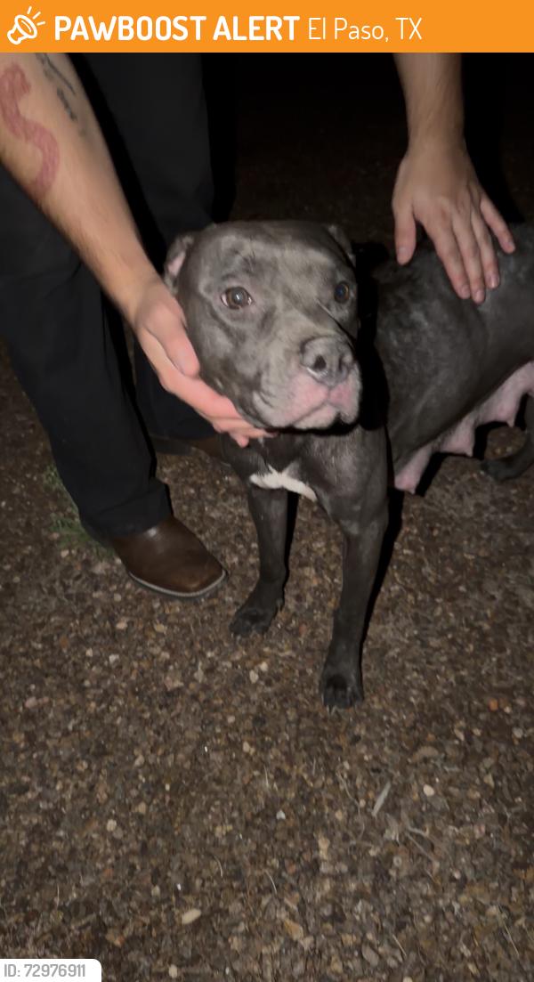 Found/Stray Female Dog last seen Brandywine rd, El Paso, TX 79907