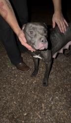 Found/Stray Female Dog last seen Brandywine rd, El Paso, TX 79907