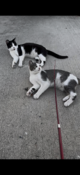 Reunited Male Cat last seen Saybrook , East Los Angeles, CA 90022