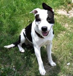 Shelter Stray Male Dog last seen Floral City, FL , Inverness, FL 34450