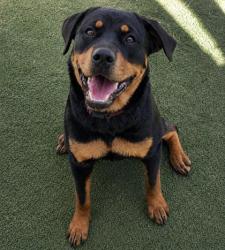 Shelter Stray Female Dog last seen Gulf to Lake Hwy, Lecanto, FL, 4030 S Airport Rd, Inverness, FL 34450, USA