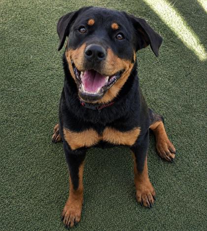Shelter Stray Female Dog last seen Gulf to Lake Hwy, Lecanto, FL, 4030 S Airport Rd, Inverness, FL 34450, USA