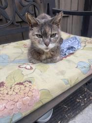 Reunited Female Cat last seen My Washington. And Glen Alvin, Los Angeles, CA 90065