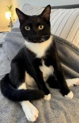 Reunited Male Cat last seen Near Pershing St, Hollywood, FL 33024