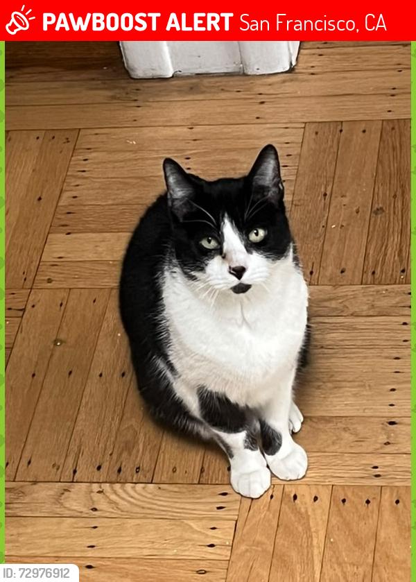Lost Male Cat last seen Louis Sutter Playground Picnic Area, San Francisco, CA 94134