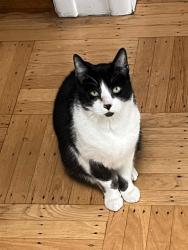 Lost Male Cat last seen Louis Sutter Playground Picnic Area, San Francisco, CA 94134