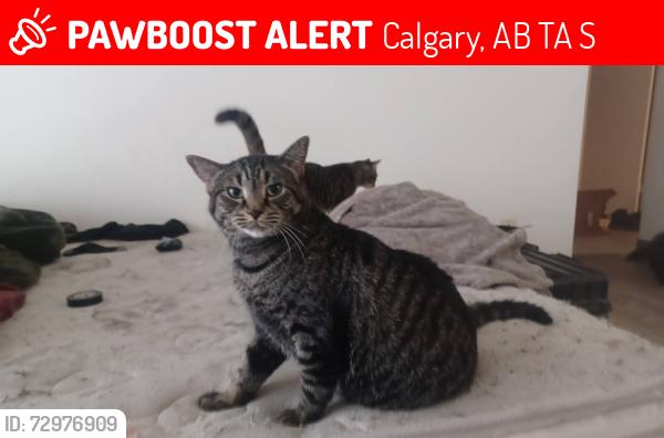 Lost Female Cat last seen Dalhousie community association, Calgary, AB T3A 1S6