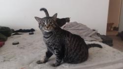 Lost Female Cat last seen Dalhousie community association, Calgary, AB T3A 1S6