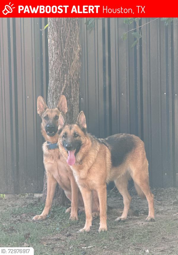 Lost Female Dog last seen Little york and 59, Houston, TX 77093