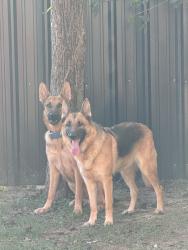Lost Female Dog last seen Little york and 59, Houston, TX 77093