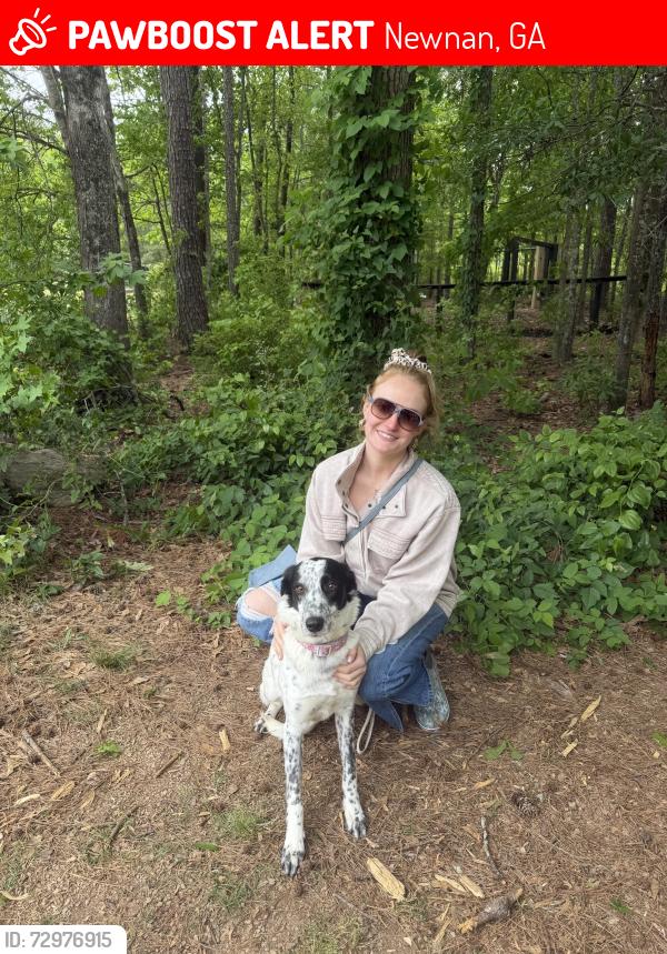Lost Female Dog last seen Jackson st and Roscoe , Newnan, GA 30263