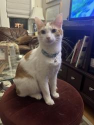 Lost Male Cat last seen Wesley Ave and Euclid in Berwyn , Berwyn, IL 60402