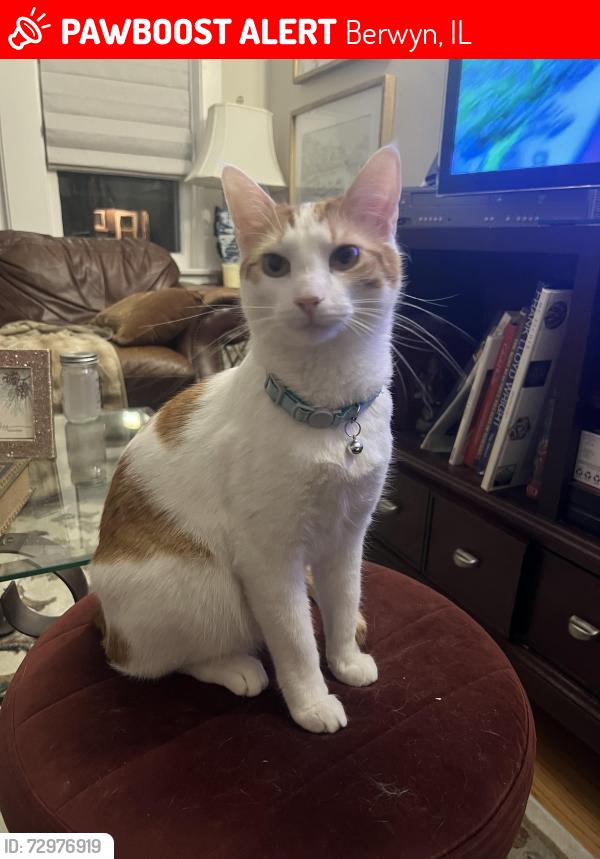 Lost Male Cat last seen Wesley Ave and Euclid in Berwyn , Berwyn, IL 60402