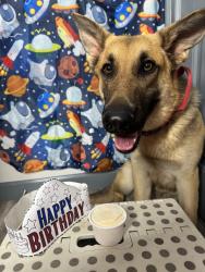 Lost Male Dog last seen Near and little york, Houston, TX 77093