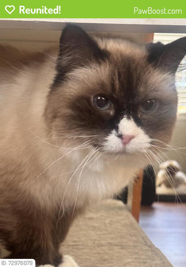 Reunited Female Cat last seen Cartwright between Oxnard and victory , Los Angeles, CA 91606