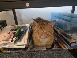 Lost Male Cat last seen 23rd , Everett, WA 98203