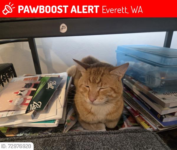 Lost Male Cat last seen 23rd , Everett, WA 98203