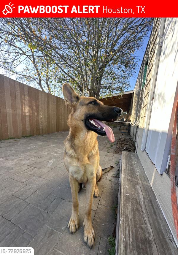 Lost Male Dog last seen Near and little york, Houston, TX 77093