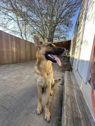 Lost Male Dog last seen Near and little york, Houston, TX 77093