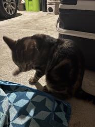 Found/Stray Unknown Cat last seen Novi Rd & 13 Mile , Novi, MI 48377