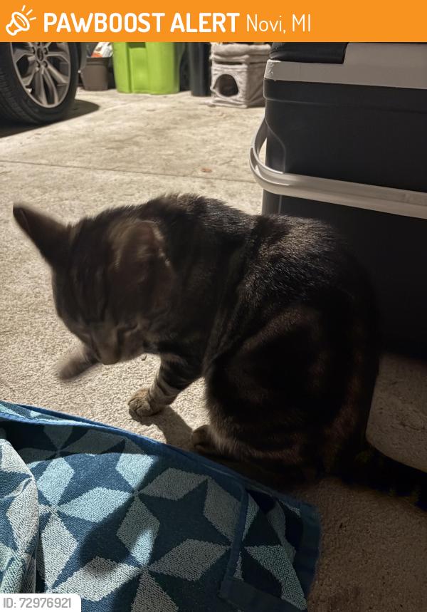 Found/Stray Unknown Cat last seen Novi Rd & 13 Mile , Novi, MI 48377