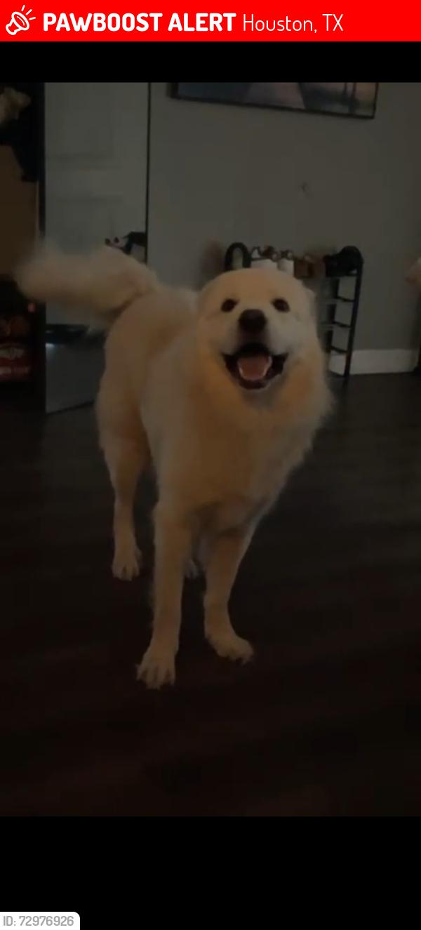 Lost Male Dog last seen Houston tx, Houston, TX 77051