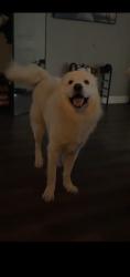 Lost Male Dog last seen Houston tx, Houston, TX 77051