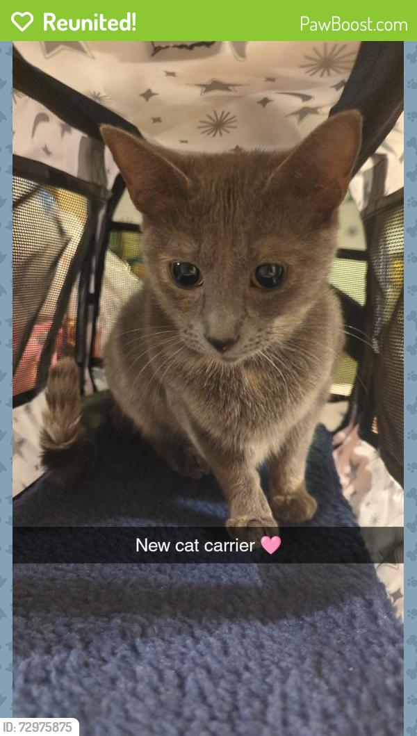 Reunited Female Cat last seen Near SW 46th St, Oklahoma City, OK 73109, USA, Oklahoma City, OK 73109