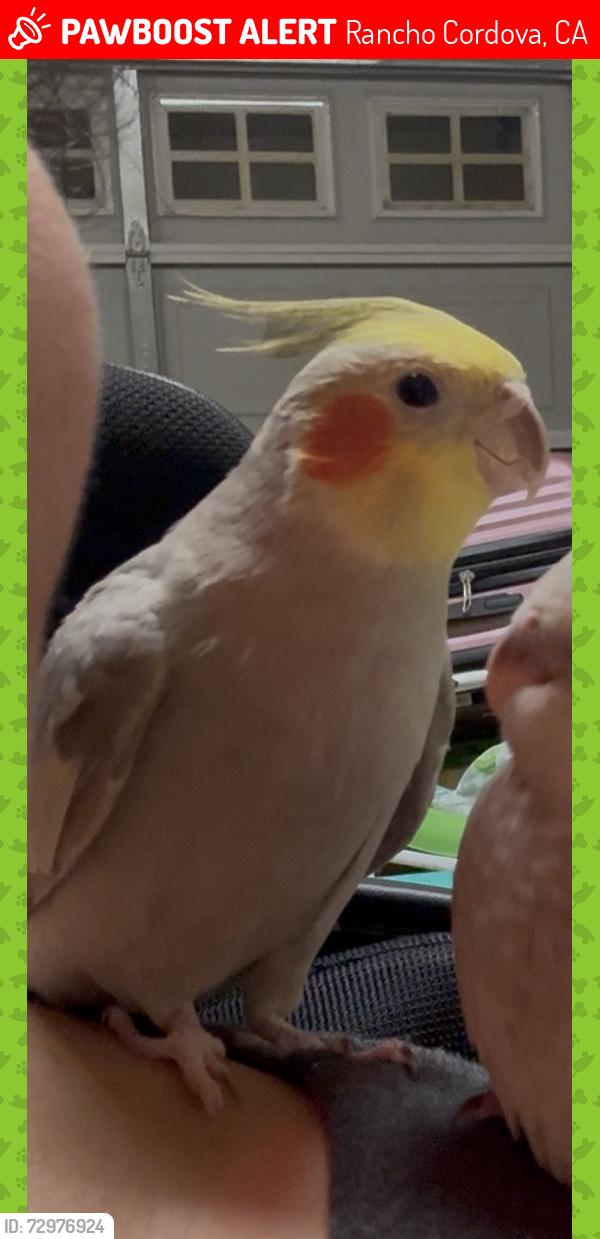 Lost Male Bird last seen Rainsong circle and Queensarbor in Rancho Cordova Headed towards Stone Creek park, Rancho Cordova, CA 95670