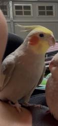 Lost Male Bird last seen Rainsong circle and Queensarbor in Rancho Cordova Headed towards Stone Creek park, Rancho Cordova, CA 95670