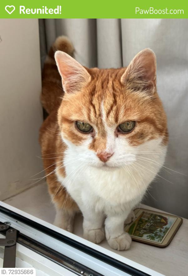 Reunited Male Cat last seen Cuckoo Bushes Lane, Chandler's Ford, England SO53 1JX