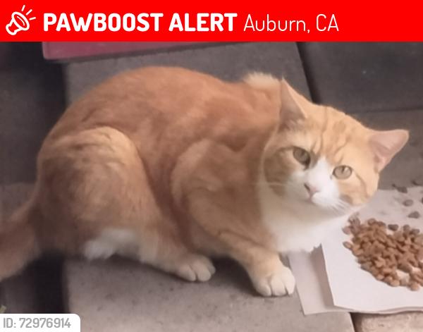 Lost Male Cat last seen Rock Creek Road apmts , Auburn, CA 95602