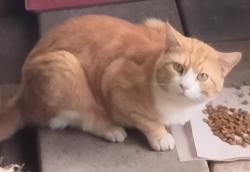 Lost Male Cat last seen Rock Creek Road apmts , Auburn, CA 95602