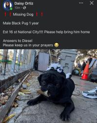 Reunited Male Dog last seen Palm Avenue, National City, CA 91950