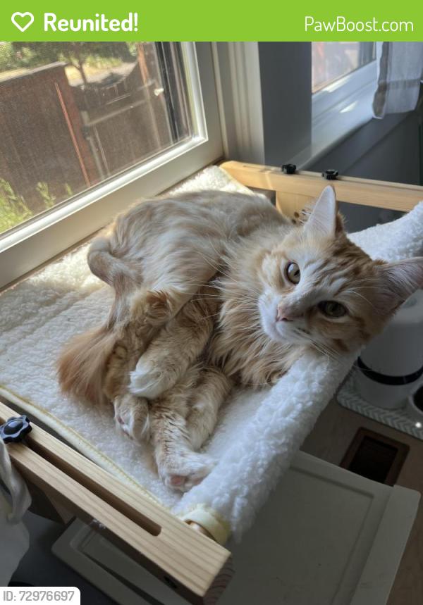 Reunited Female Cat last seen SE 60th and Long , Portland, OR 97206