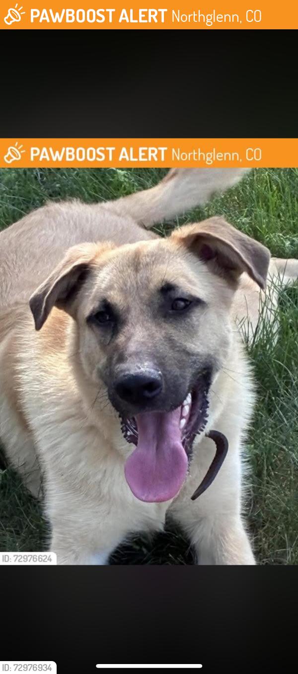 Found/Stray Male Dog last seen Near my hse , Northglenn, CO 80233