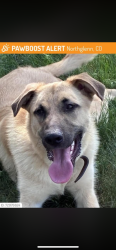 Found/Stray Male Dog last seen Near my hse , Northglenn, CO 80233