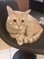 Reunited Male Cat last seen Near steel knot ln , Arcola, TX 77583