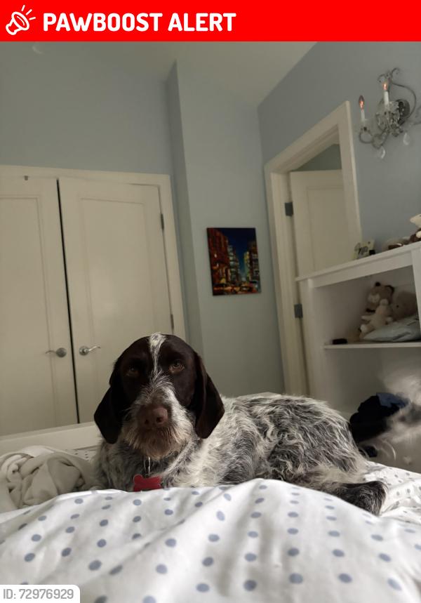 Lost Male Dog last seen Stearman Beach off of Stearman Dr and Marine Drive, West Vancouver, BC V7W 1B2