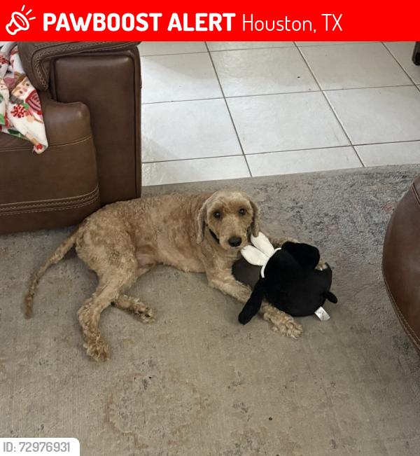 Lost Male Dog last seen Royal Mile Lane and Bagpipe Lane, Houston, TX 77084