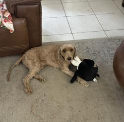 Lost Male Dog last seen Royal Mile Lane and Bagpipe Lane, Houston, TX 77084