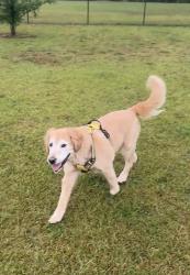 Lost Male Dog last seen Wesley, Murrells Inlet, SC 29576
