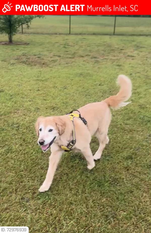 Lost Male Dog last seen Wesley, Murrells Inlet, SC 29576