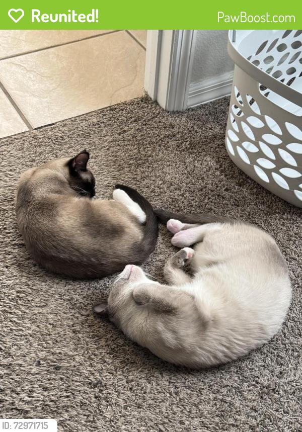 Reunited Female Cat last seen Brightview Dr, Lake Mary, FL 32746