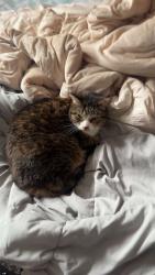 Lost Female Cat last seen 47th st, osgood park, 48th ave s, Fargo, ND 58104