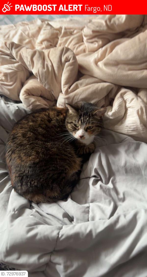 Lost Female Cat last seen 47th st, osgood park, 48th ave s, Fargo, ND 58104